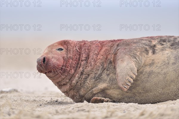 Grey seal (Halichoerus grypus)