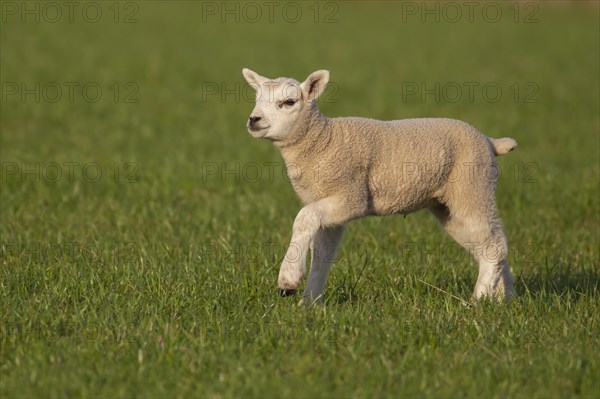 Domestic lamb (Ovis aries) running across a grass field
