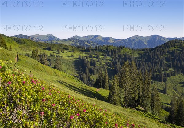 Bolgenalpe