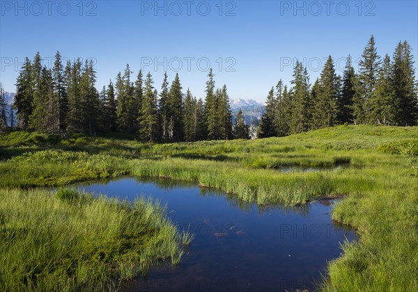 Upland moor on Wannenkopf
