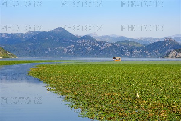 Excursion boat and water lilies on Lake Skadar