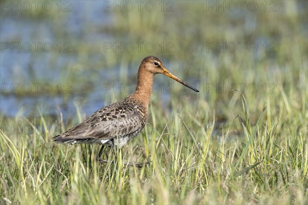 Black-tailed godwit (Limosa limosa) in wetland