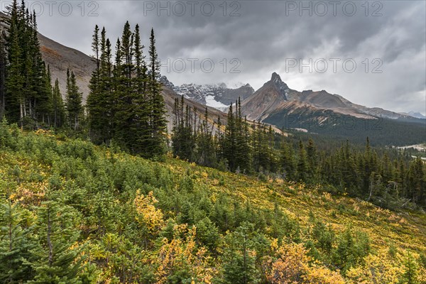 View to Mount Athabasca and Hilda Peak in autumn