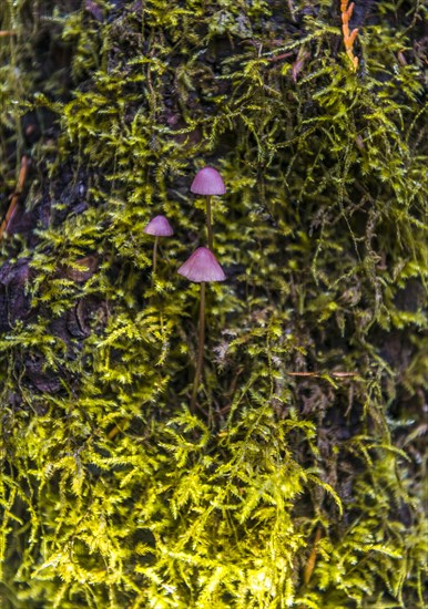 Small purple Bonnets (Mycena) grow on mossed tree trunk
