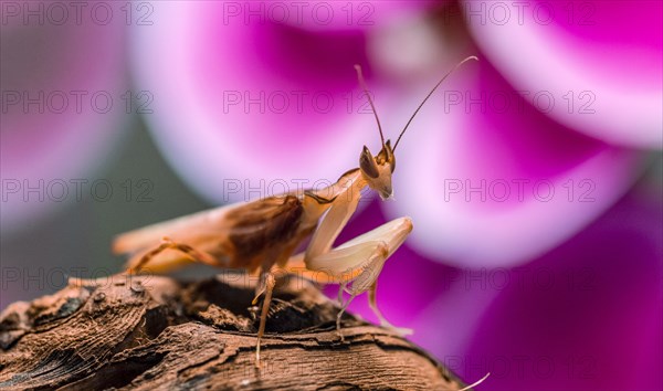 Mantis