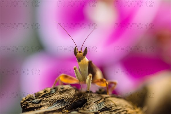 Mantis