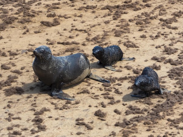 South African fur seals (Arctocephalus pusillus)