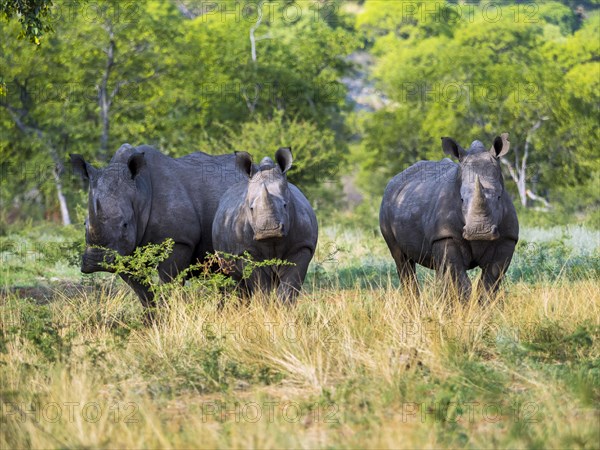 Three white rhinoceros (Ceratotherium simum) standing in the scrublands
