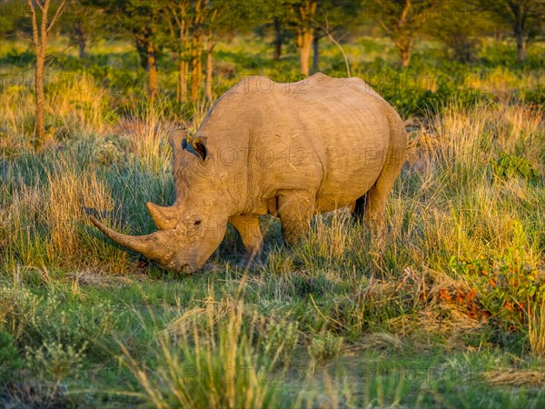 White Rhinoceros (Ceratotherium simum) grazing in the morning light