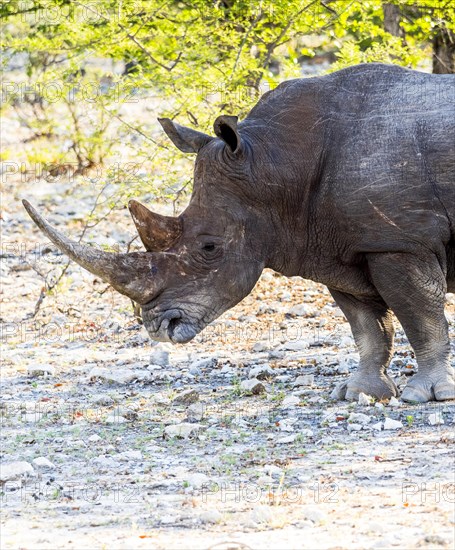 White Rhinoceros (Ceratotherium simum)