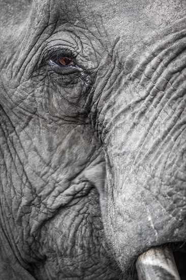 African bush elephant (Loxodonta africana)