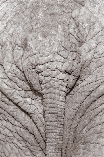 African Elephant (Loxodonta africana)