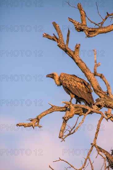 White-backed vulture (Gyps africanus) sitting on a bare tree