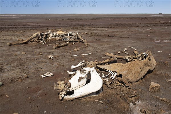 Dead camel