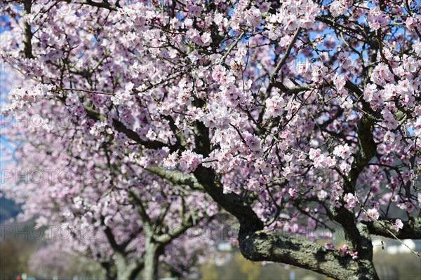 Blossoming almond trees in Edenkoben