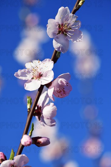 Blossoming almond trees in Edenkoben