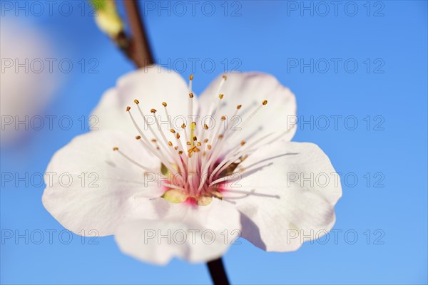 Blossoming almond trees in Edenkoben