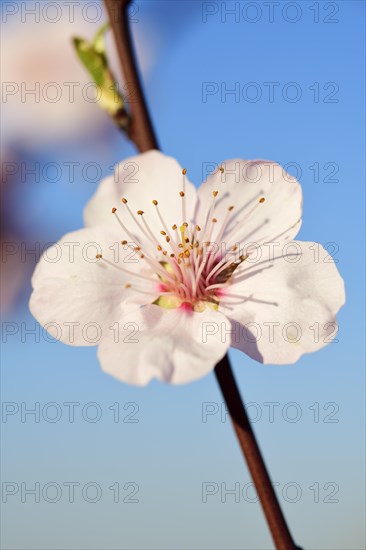 Blossoming almond trees in Edenkoben