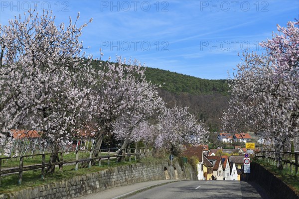 Blossoming almond trees at the entrance of Gimmeldingen