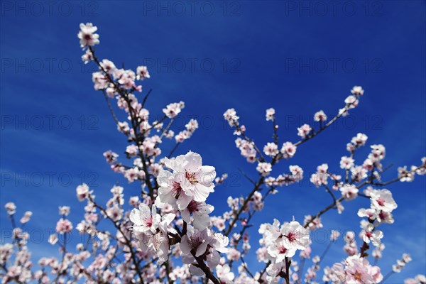 Almond blossoms
