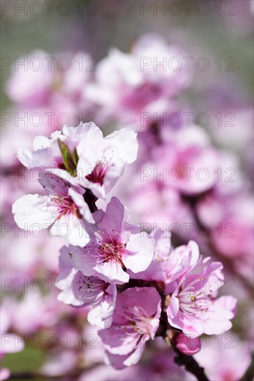 Almond blossoms