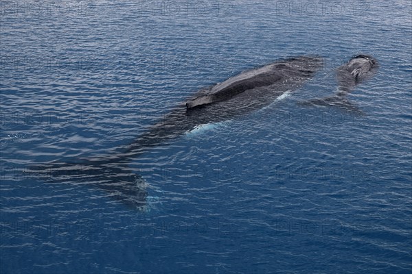 Humpback whale (Megaptera novaeangliae) mother and calf resting on the water surface