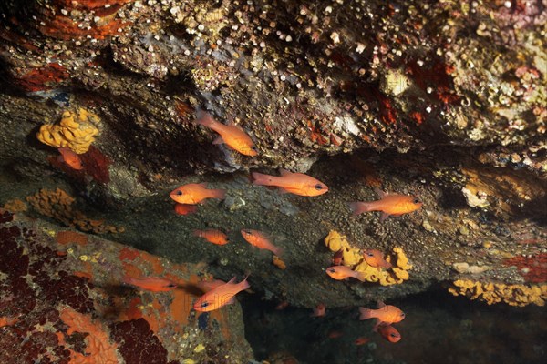Overhang with swarm of cardinalfish (Apogon imberbis)