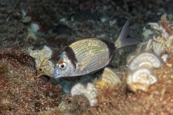 Diplodus vulgaris (Diplodus vulgaris)