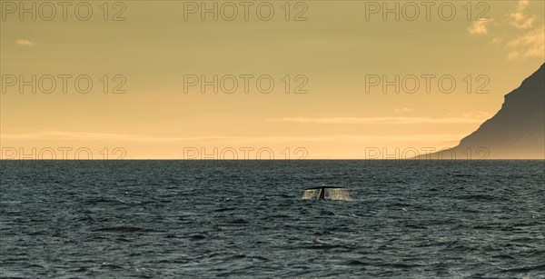 Blue whale (Balaenoptera musculus) diving down