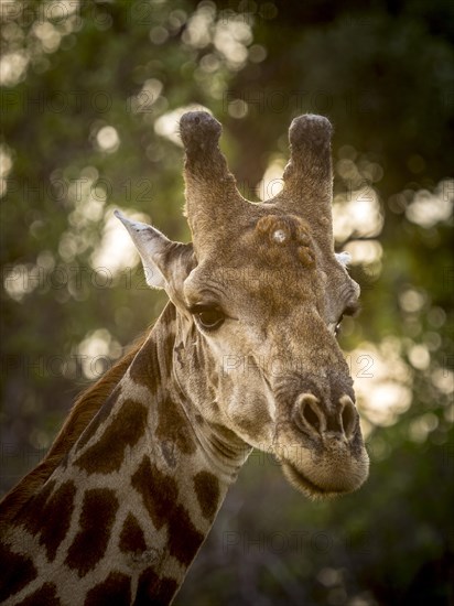 Giraffe (Giraffa camelopardalis)