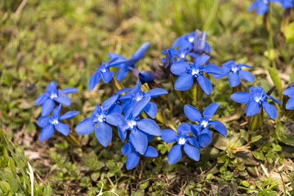 Spring Gentian (Gentiana verna)