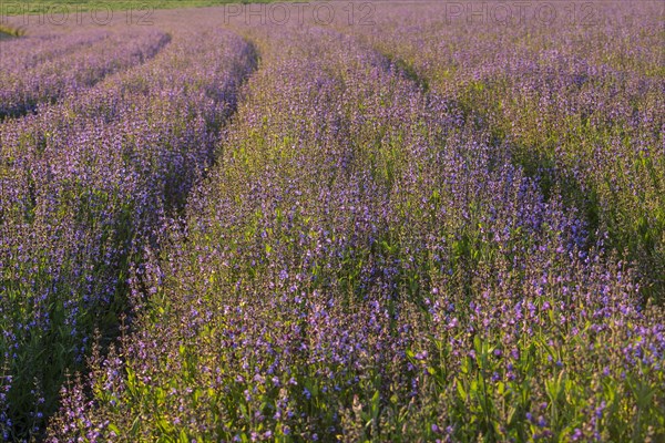 Field with flowering sage (salvia officinalis)