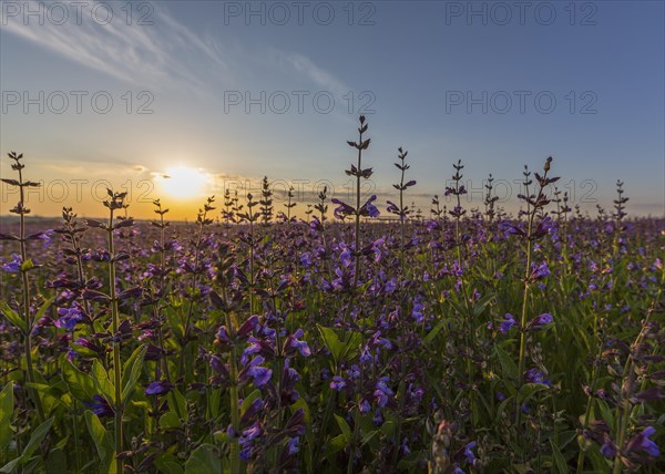Field with flowering sage (salvia officinalis)