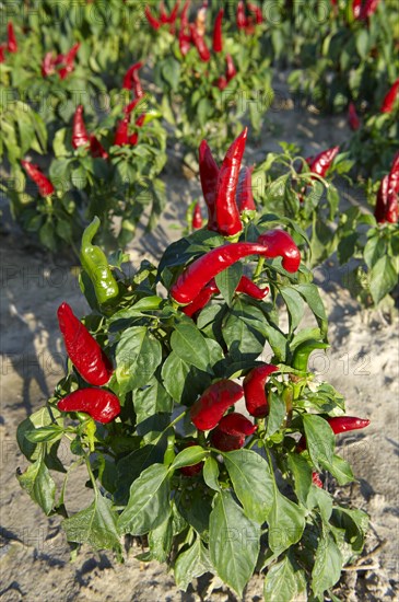 Chili Peppers (Capsicum annuum)