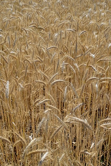 Triticale cereals