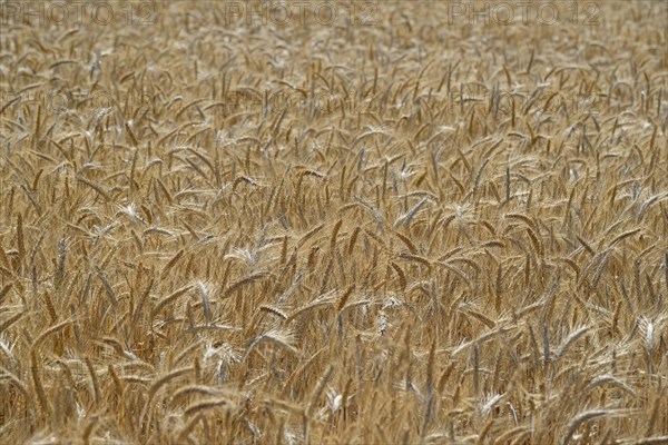 Triticale cereals