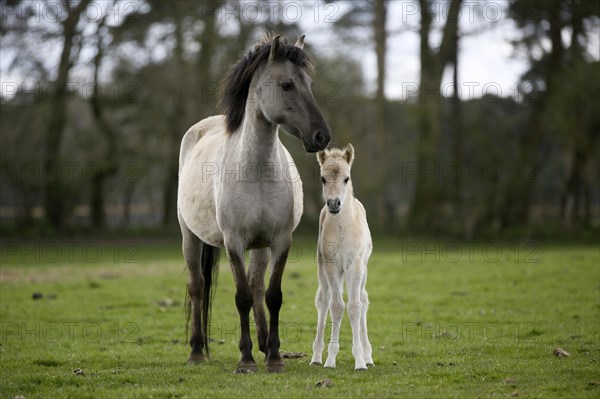 Dulmen pony