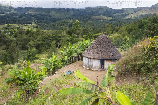 Traditional reed hut with banana plants around in the mountains of Maubisse