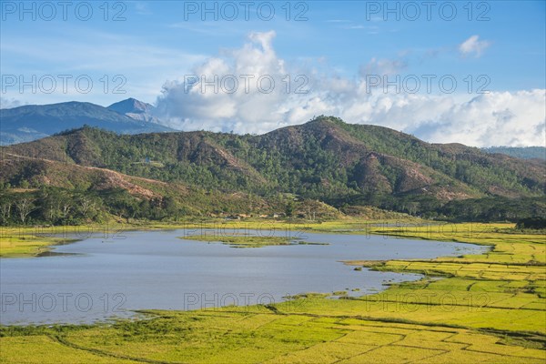 Rice cultivation