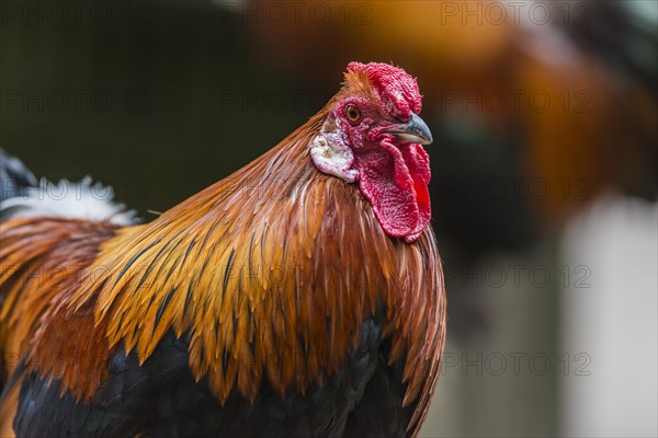 Altsteirer rooster