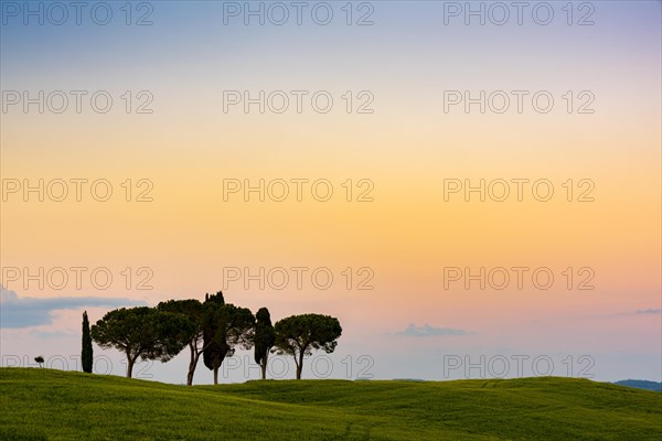 Tuscan landscape with cluster of trees