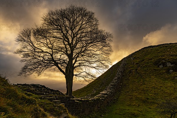 Autumn tree on a stone wall in a depression with a dramatic lighting atmosphere