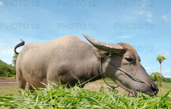 Water buffaloÂ orÂ domestic Asian water buffaloÂ  (Bubalus bubalis) eating grass