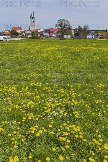 Spring meadow with ordinary Dandelion (Taraxacum sect. Ruderalia) near Tuntenhausen