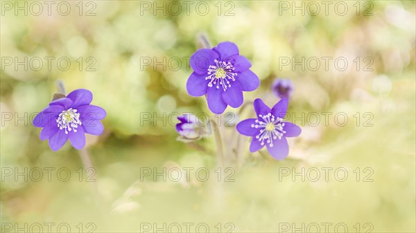 Ordinary Liverwort (Hepatica nobilis)