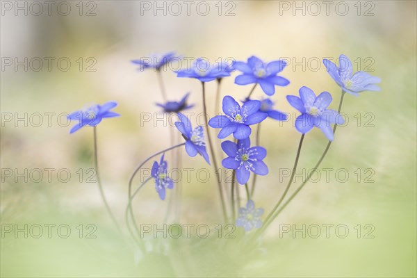 Ordinary Liverwort (Hepatica nobilis)
