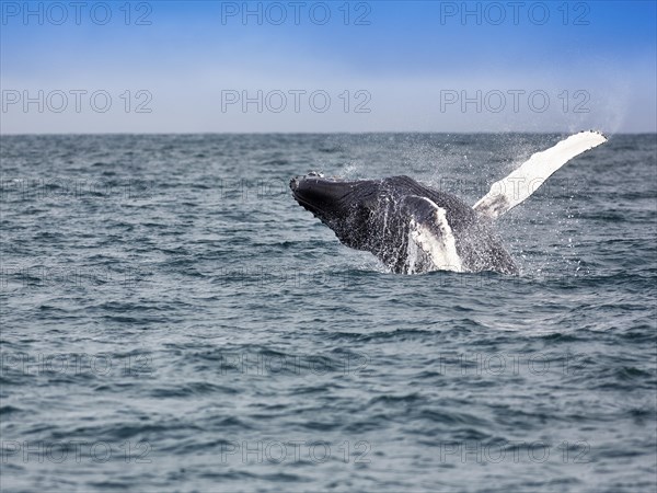 Jumping Humpback whale (Megaptera novaeangliae)
