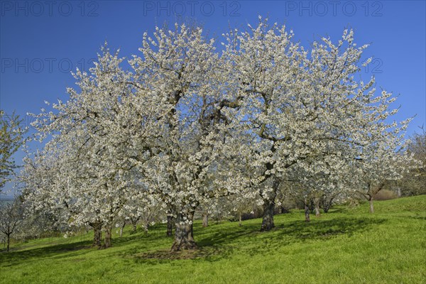 Meadow orchard with blooming cherry trees
