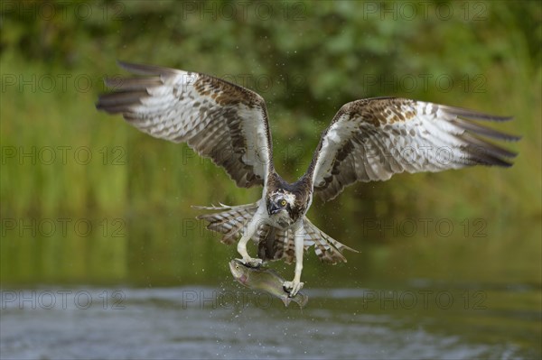 Osprey (Pandion haliaetus) in flight with prey