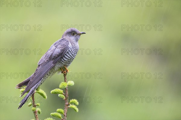Cuckoo (Cuculus canorus)